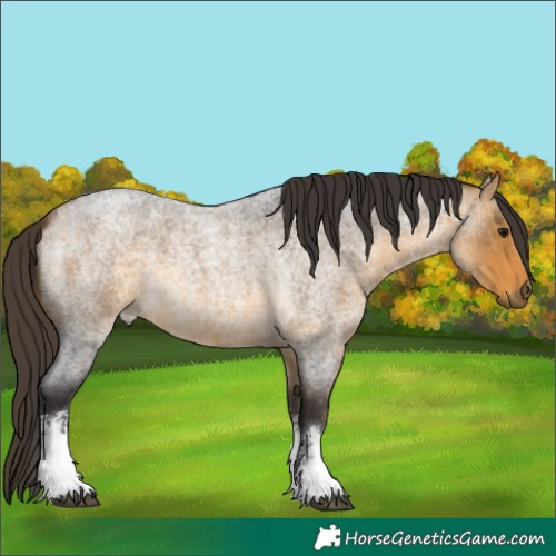 Horse Color:White Spotted Buckskin Roan 