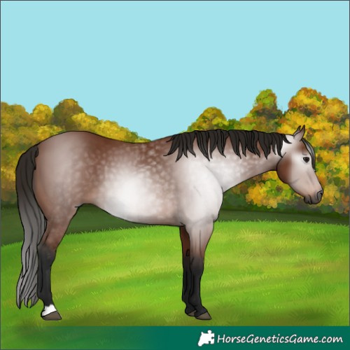 Horse Color:Gray Bay 