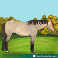 Horse Color:Buckskin Roan Dun 