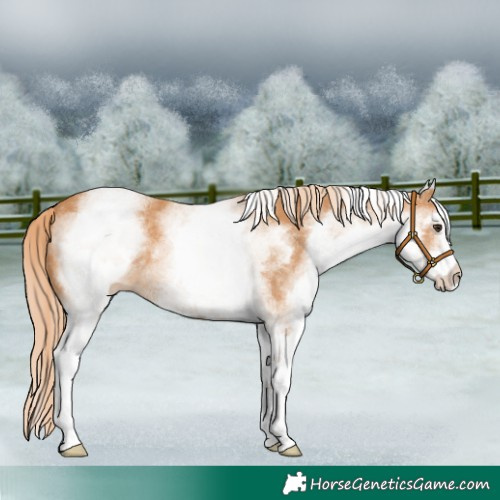 Horse Color:White Spotted Chestnut 