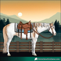 Horse Color:White Spotted Chestnut 