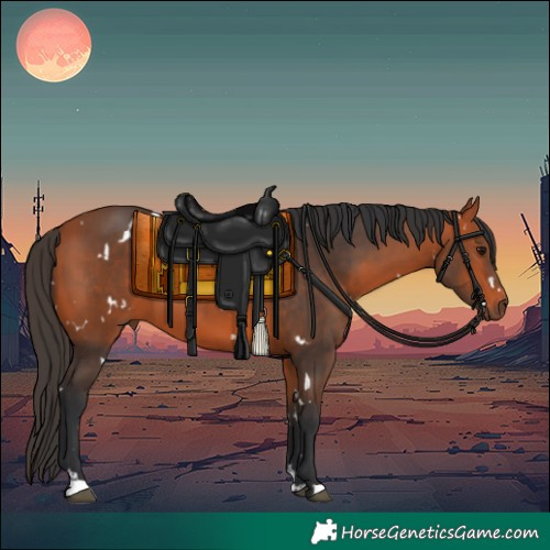 Horse Color:White Spotted Bay 