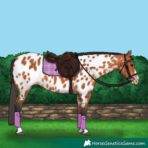 Horse Color:Bay Appaloosa 