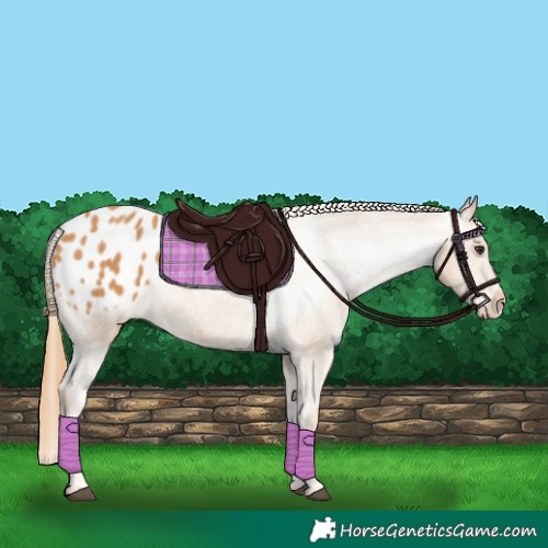 Horse Color:Chestnut Appaloosa