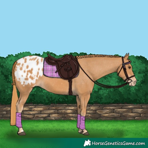 Horse Color:Chestnut Appaloosa 