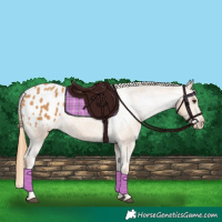 Horse Color:Chestnut Appaloosa 