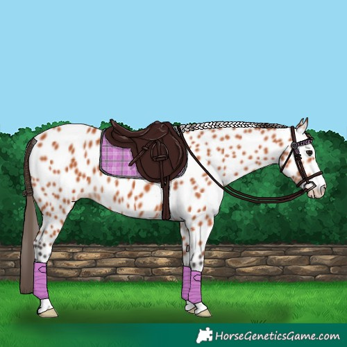 Horse Color:Bay Appaloosa