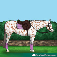 Horse Color:Bay Appaloosa 