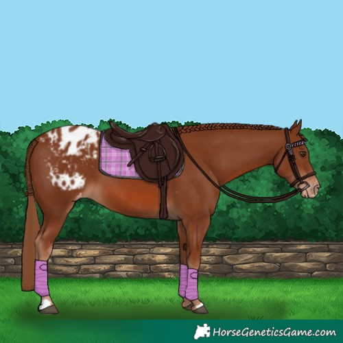 Horse Color:Chestnut Appaloosa 