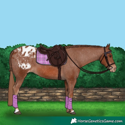 Horse Color:Chestnut Appaloosa 