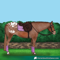 Horse Color:Chestnut Appaloosa 