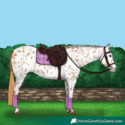 Horse Color:Chestnut Appaloosa 