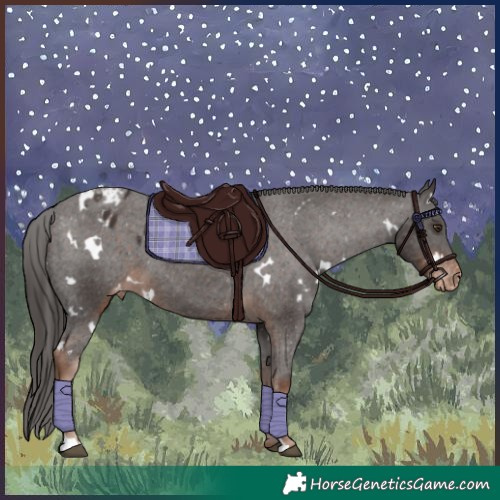 Horse Color:White Spotted Liver Chestnut Appaloosa 