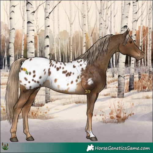 Horse Color:Chocolate Palomino Appaloosa 