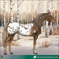 Horse Color:Chocolate Palomino Appaloosa 