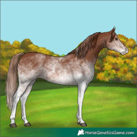 Horse Color:White Spotted Chestnut