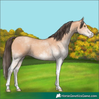 Horse Color:White Spotted Amber Champagne
