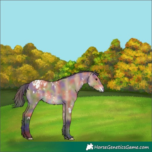 Horse Color:Nacre White Spotted Bay Dun Appaloosa 
