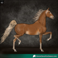 Horse Color:Gray Palomino 