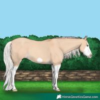 Horse Color:Silver Classic Champagne Dun Splash Frame 