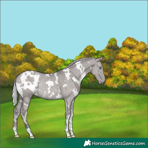 Horse Color:Platinum White Spotted Silver Smoky Grullo Rabicano Brindle 