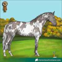 Horse Color:Platinum White Spotted Silver Smoky Grullo Rabicano Brindle