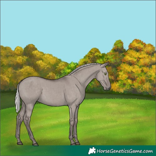 Horse Color:Platinum Silver Grullo Rabicano Brindle 