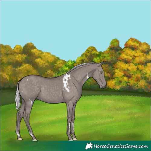 Horse Color:Platinum White Spotted Silver Grullo Rabicano Brindle 