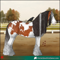 Horse Color:White Spotted Bay Splash