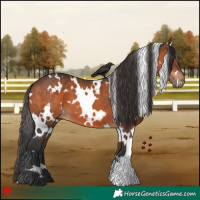 Horse Color:White Spotted Brown 