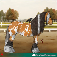 Horse Color:White Spotted Buckskin 