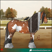 Horse Color:White Spotted Bay