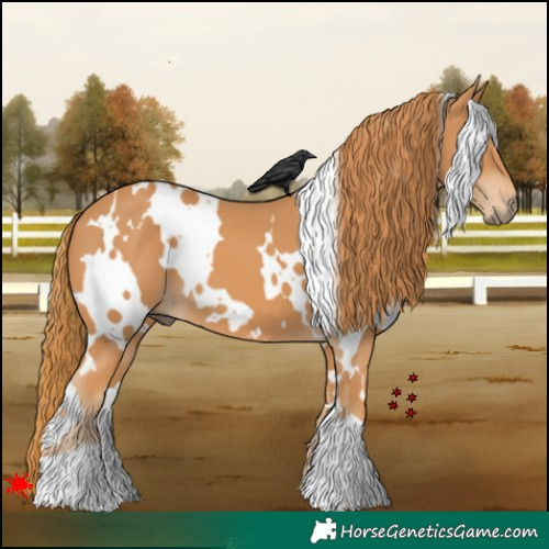 Horse Color:White Spotted Chestnut 