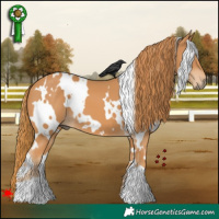 Horse Color:White Spotted Chestnut 