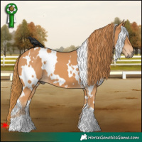 Horse Color:White Spotted Chestnut 