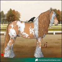 Horse Color:White Spotted Chestnut