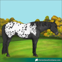 Horse Color:Black Blanket 