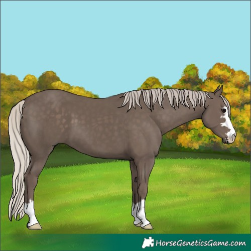 Horse Color:Silver Black 