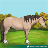 Horse Color:Amber Champagne 
