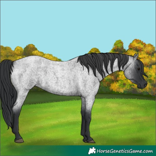 Horse Color:Blue Roan 