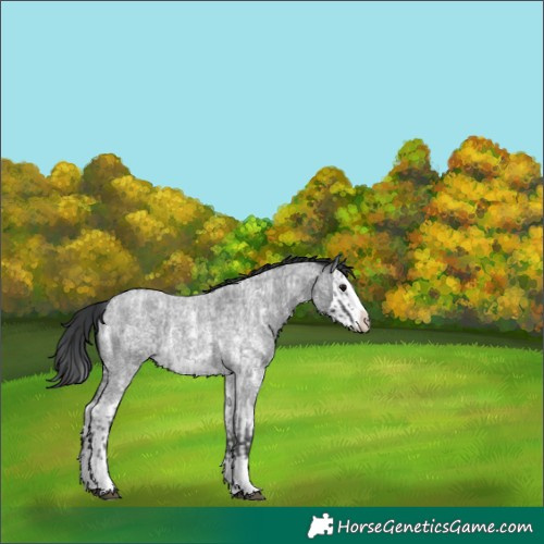 Horse Color:Blue Roan Sabino Splash and Blue Roan Sabino Splash