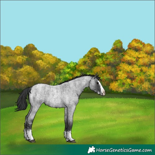 Horse Color:Blue Roan Sabino Splash and Blue Roan Sabino Splash