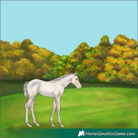 Horse Color:Silver Smoky Blue Roan Pearl 