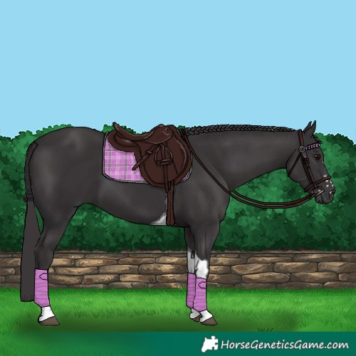 Horse Color:Smoky Black  and Smoky Black Tobiano 