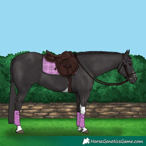 Horse Color:Smoky Black and Smoky Black Tobiano