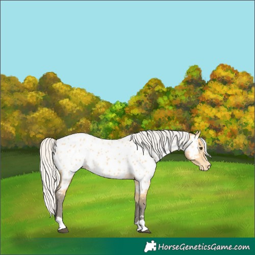 Horse Color:Silver Buckskin Near Leopard 