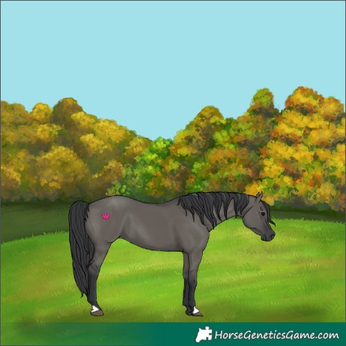 Horse Color:Grullo 