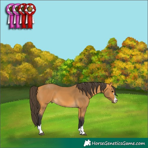 Horse Color:Buckskin 