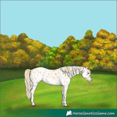 Horse Color:Palomino Frame Appaloosa 