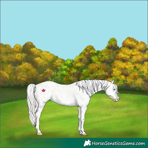Horse Color:Cremello Appaloosa 